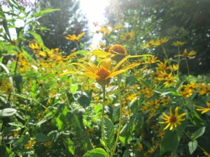 Ohio Wildflowers   